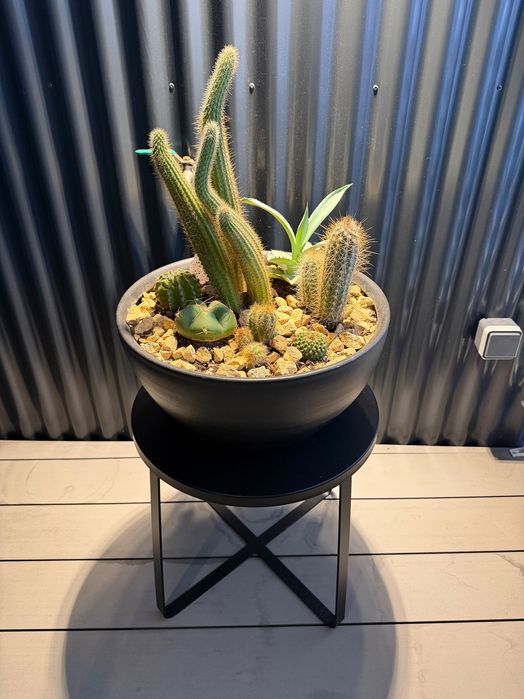 Vaso com cactos naturais