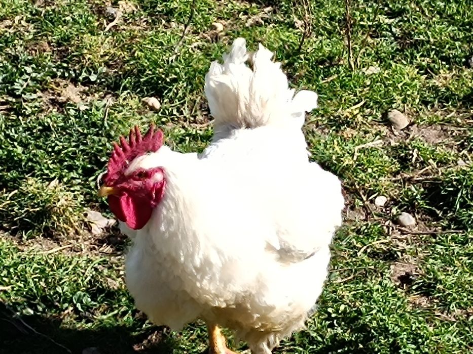 Ovos de galinha caseiros