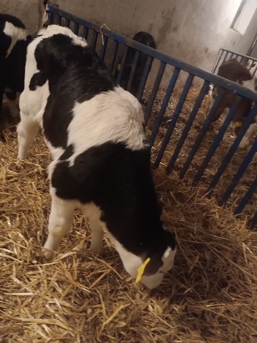 Byczek cielak żarłak