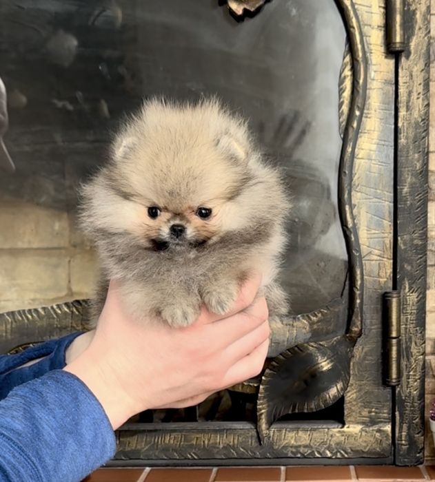 Крихітний малюк фантастичної краси!