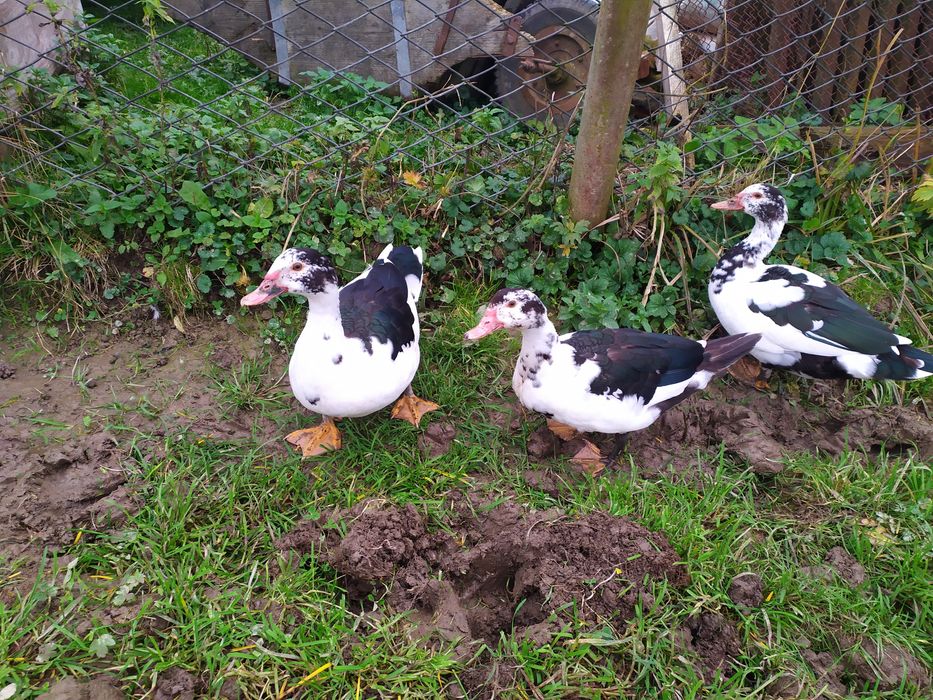 Продаю індокачки