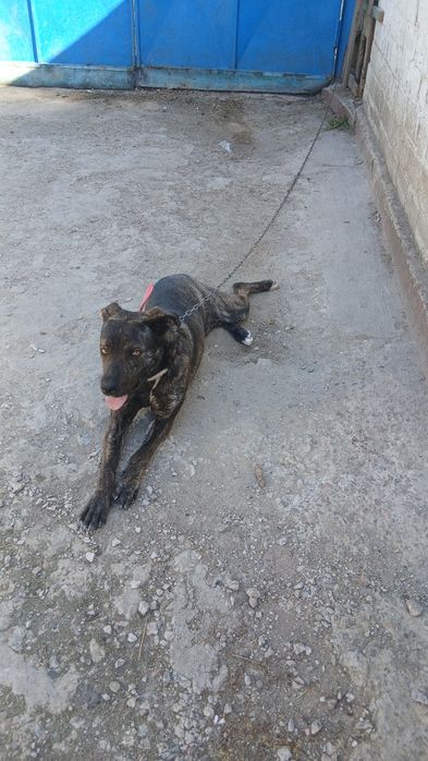 Віддам даром  Кане корсо