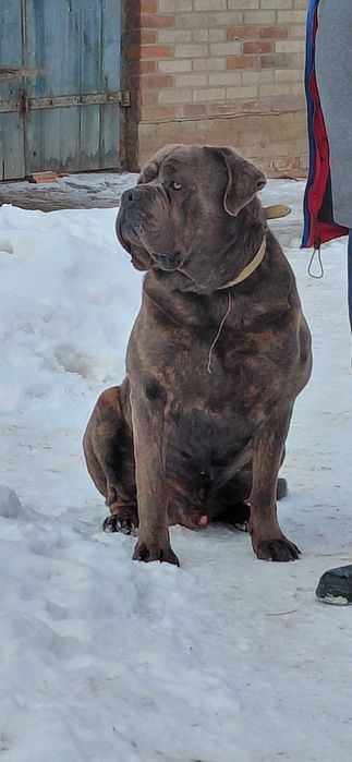 Cane corso suczka