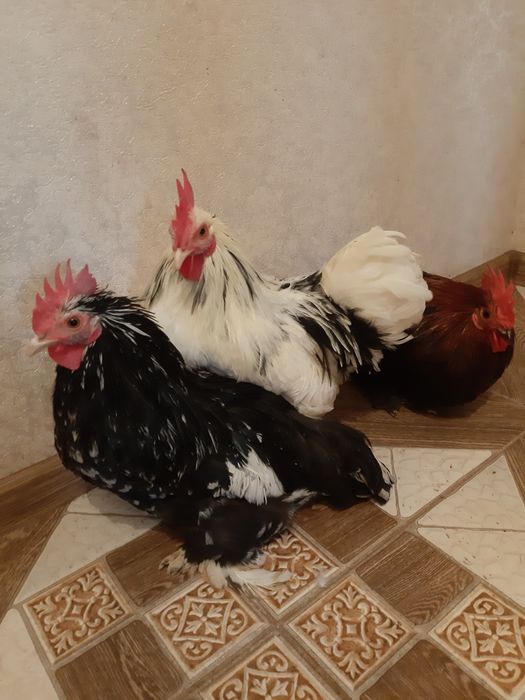 Кури декоративні