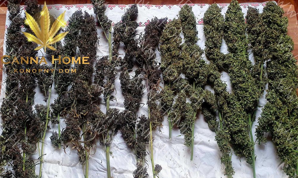 Topy 10g kwiaty susz Tibor CBD THC konopia Full Cannabis Sativa 10g