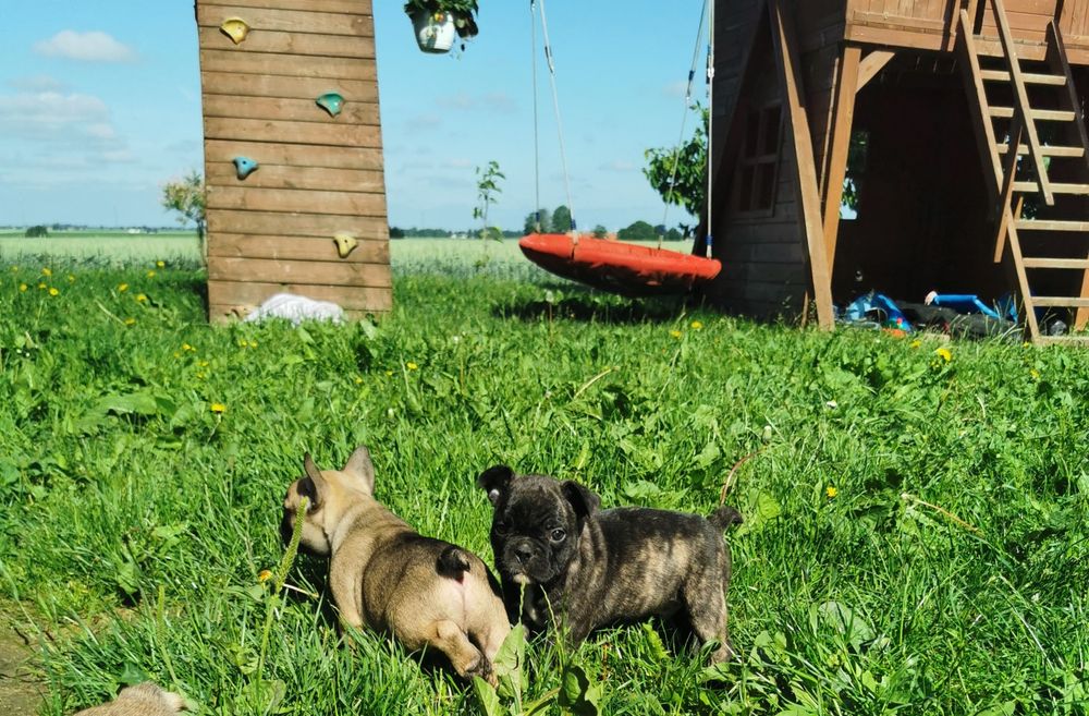 Buldog francuski