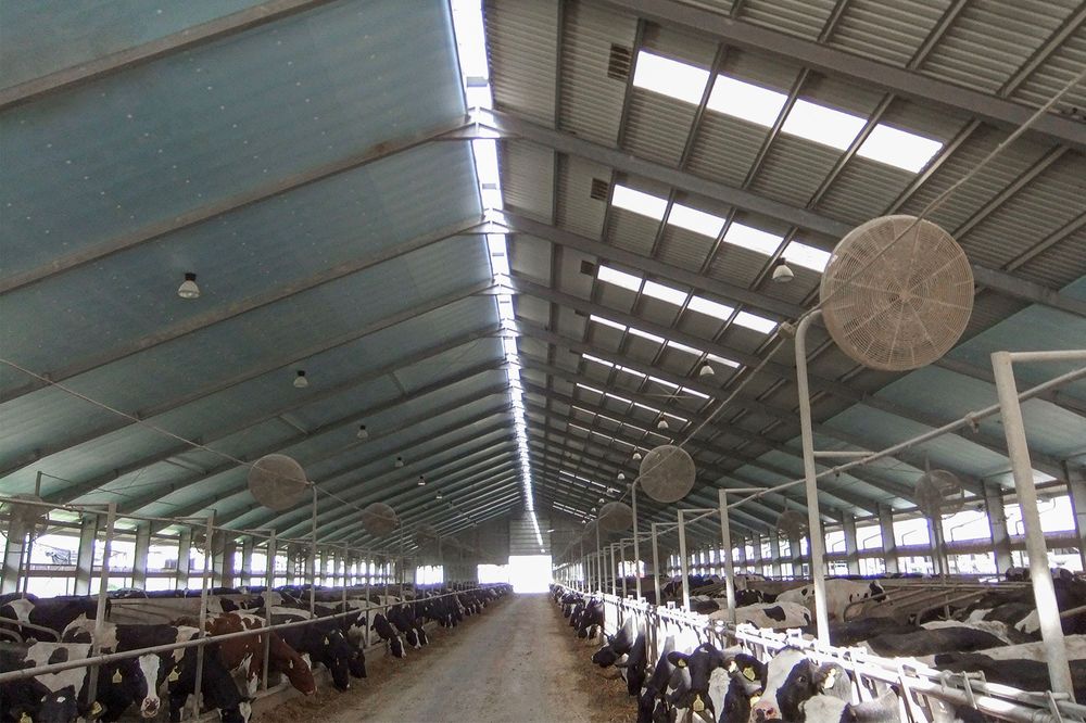 XPS Styrodur Płyta Rolnicza Agro Ocieplenie Obory Kurnika Chlewni