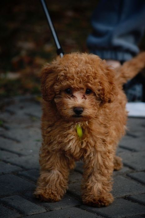 Той пудель — джерело радості щодня