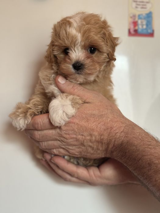 Міні хлопчик бебі фейс тікап