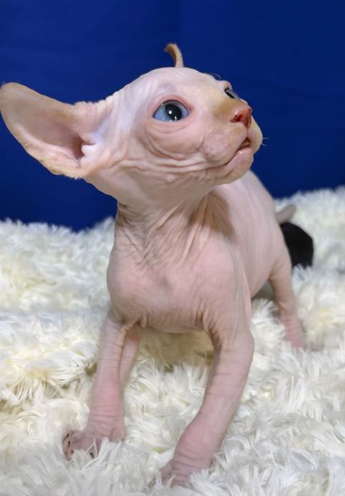 Хлопчик канадський сфінкс ELF