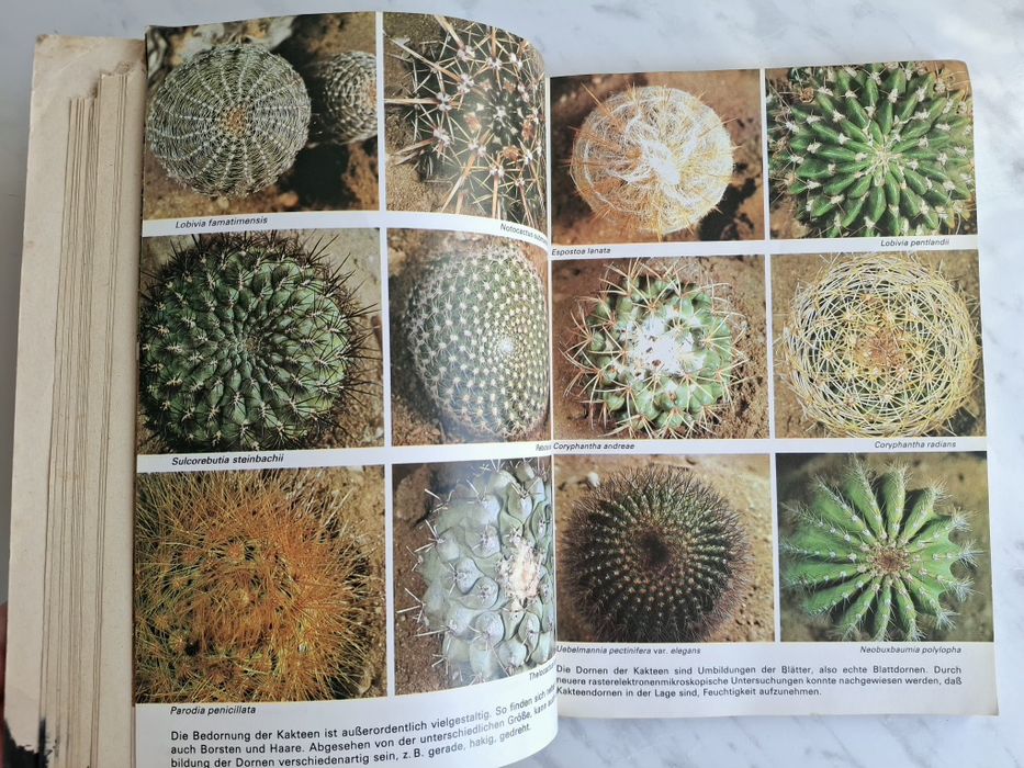 Поради для любителів кактусів Зігфрід Бреме