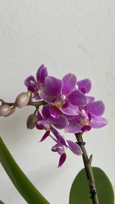 Орхідея міні-7 горщик-350 грн