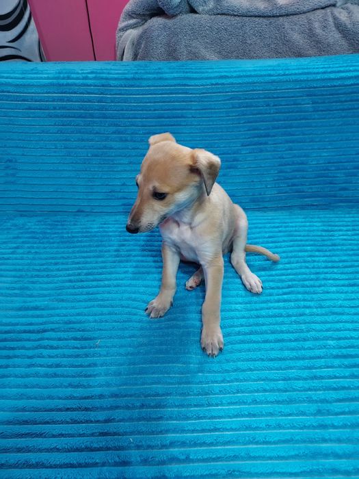 Chart Angielski Whippet suczka