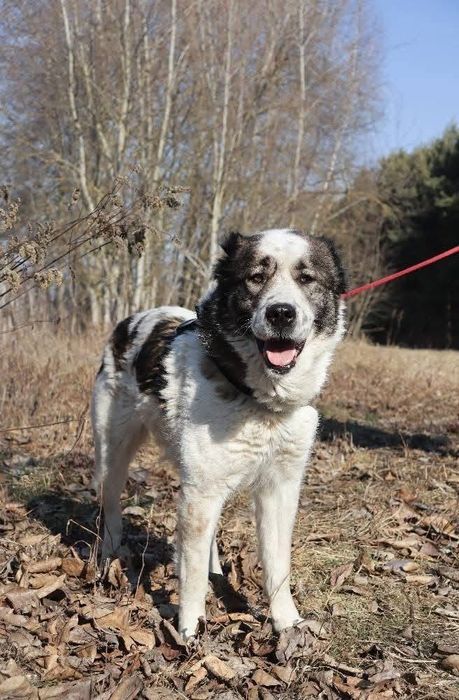 Diva pilnie szuka domu