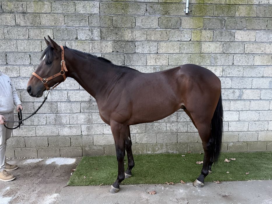 Cavalo de corrida (3 anos Facil de montar)