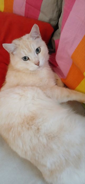 Британец прямоухий абрикосового  окраса ищет надёжный дом