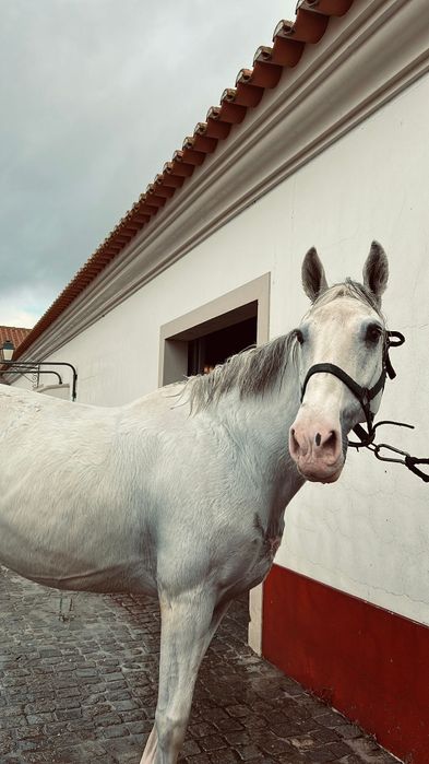 Cavalo lusitano puro