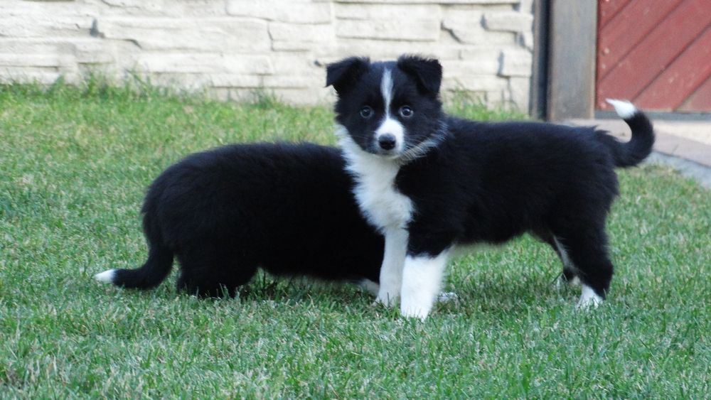 Border collie śliczna suczka