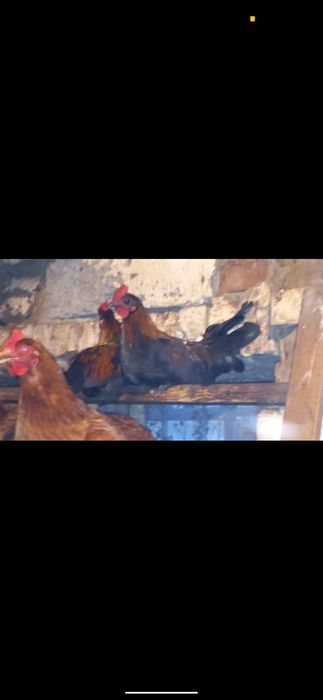 Sprzedam kogutki