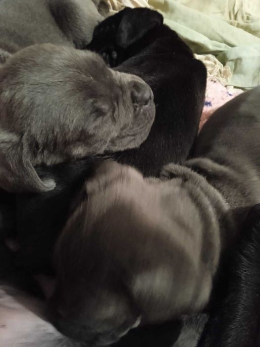 Кане Корсо цуценята