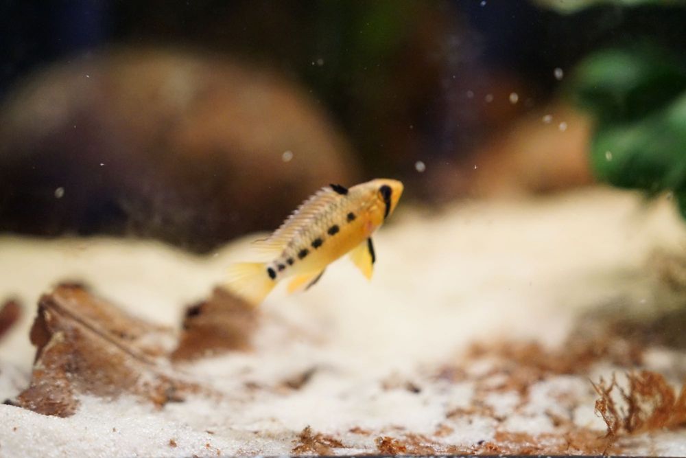 Apistogramma sp. Yurimaguas - Pielęgniczka - F1