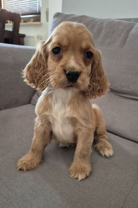 Cocker spaniel piesek Max