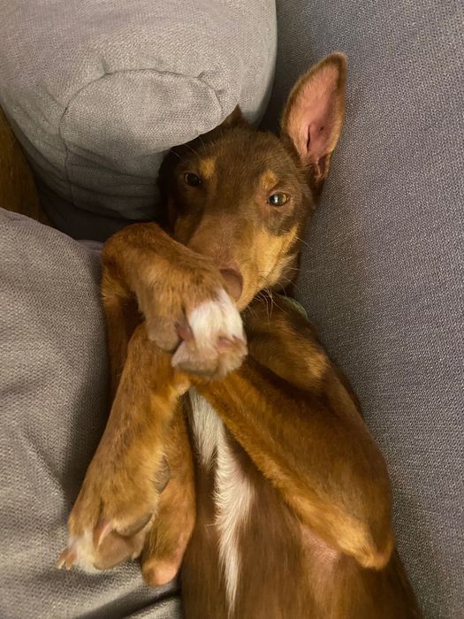 Cachorras de 7 meses para adoção responsavel