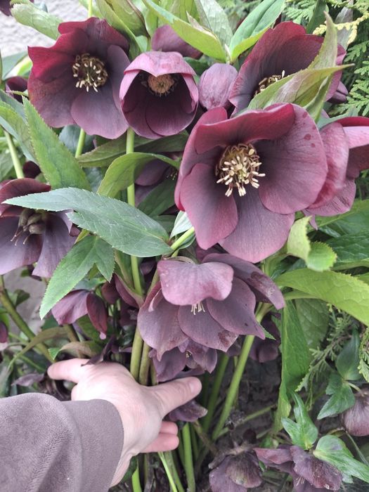 Продам квіти з грядки недорого