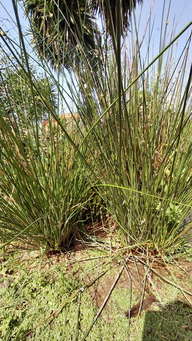 Plantas para lago