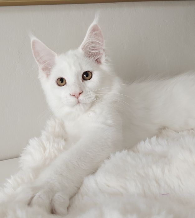 WIBO biały kocurek Maine Coon