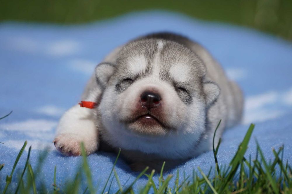 Szczenię husky ZKwP FCI haski