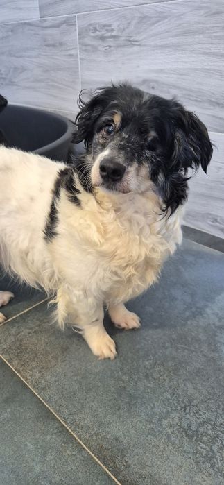 Piesek okolo 6 lat