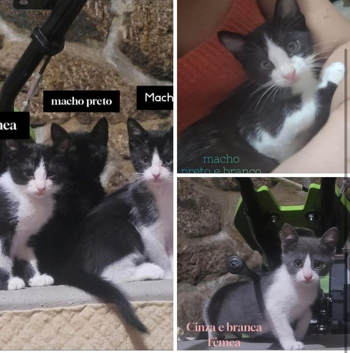 Gatinhos 8 semanas