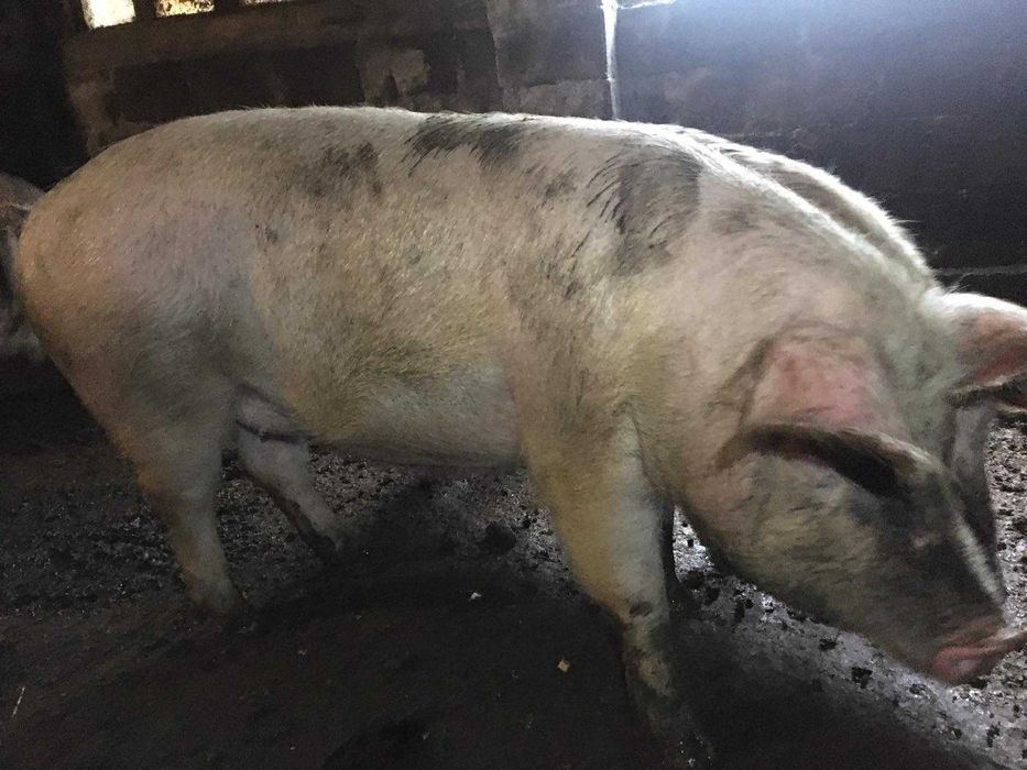 Продам м'ясо свинини