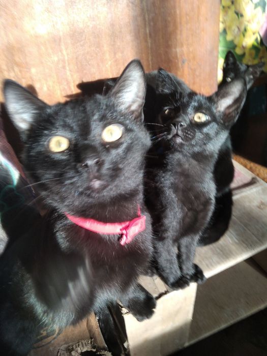 Кошенята, антистрес у дбайливі руки.