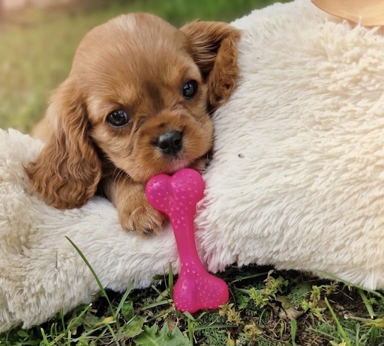 Cavalier King Po szkoleniu behawioralnym wyprawka rodowód
