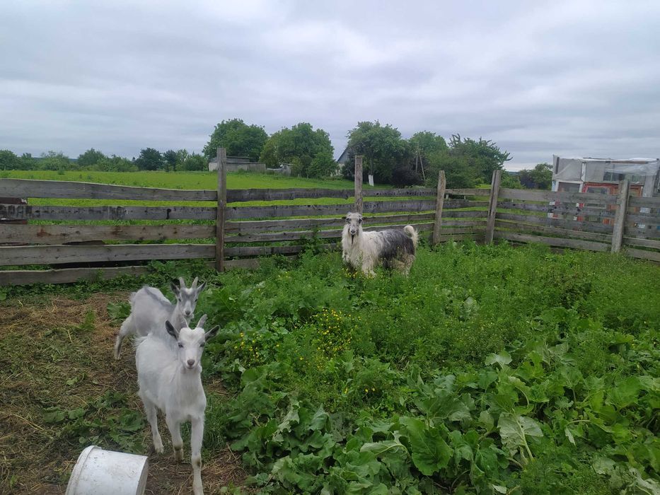 КОЗЕНЯТА хлопчики  продам 3 місяці