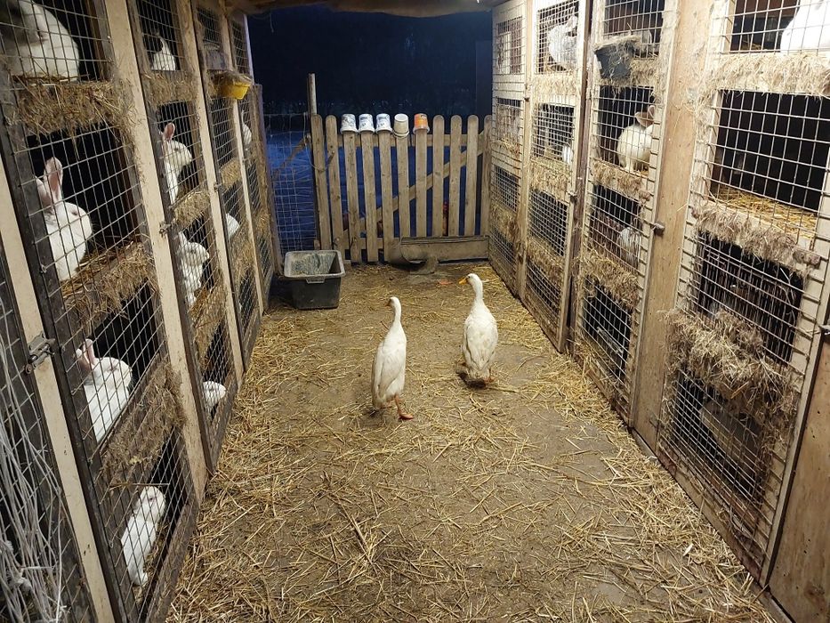 Zamienię Kaczory Biegusy