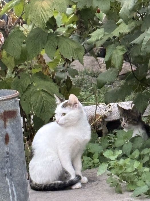 Продам 4 кошенят