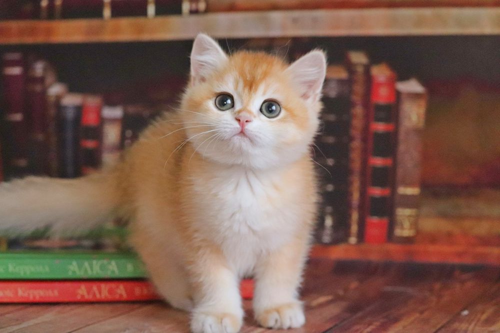 Британская шиншилла в золоте