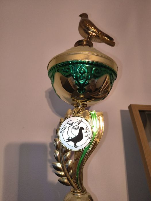 Gołębie pocztowe samce