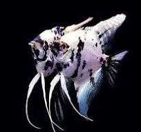skalar dalmatyńczyk Pterophyllum scalare