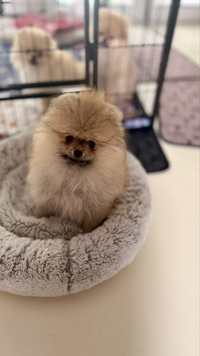 Sprzedam pomeraniana