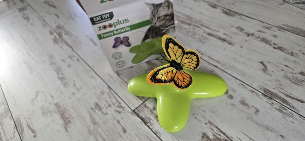 Motylek dla kota funny buttterfly