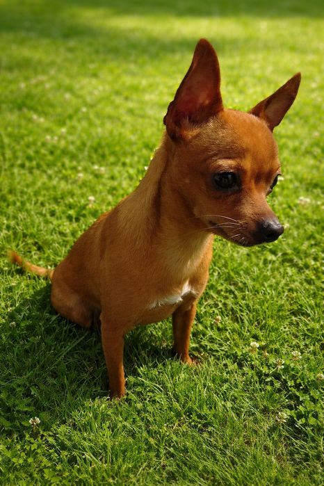 Pinczer miniaturowy, Ratler .Reproduktor