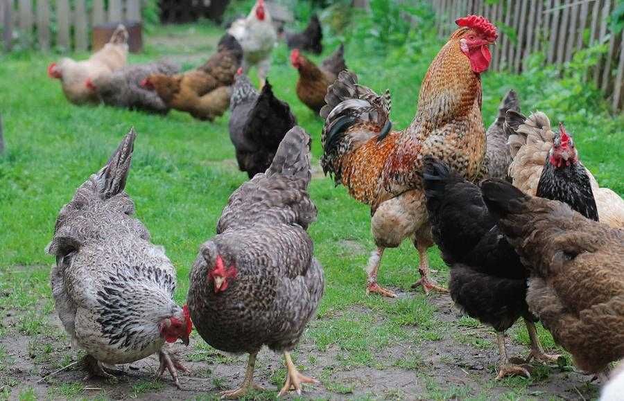 Koncentrat serwatkowy dla kur i ptactwa domowego – lepsza nieśność i zdrowe stado!