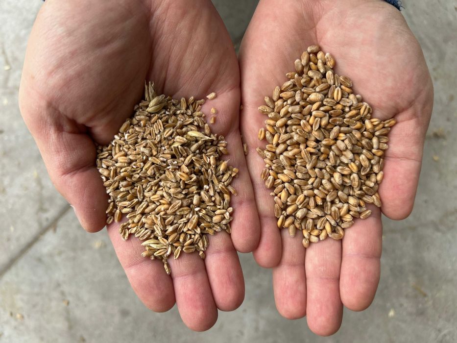 Wialnia do Zboża 5 t/h Separator do Zboża Czyszczalnia Proszkowo