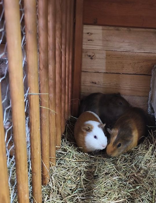 Sprzedam  świnki morskie