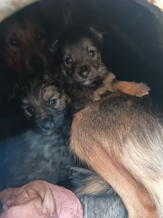 Віддам цуценят в добрі руки