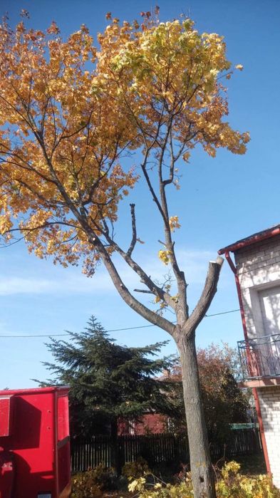 Usługi podnośnikiem koszowym 20 m roboczych